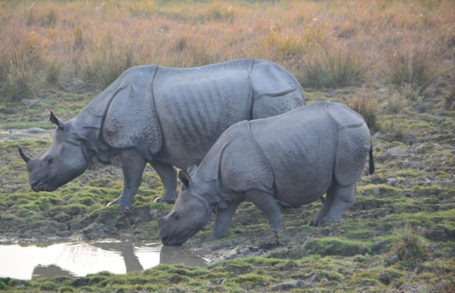 Kaziranga National Park: Land of the Rhinos - Top Lead India