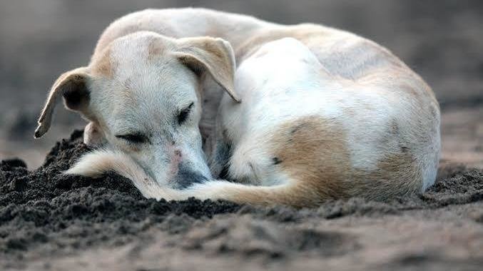 How to help stray animals and dogs survive summers - Top Lead India