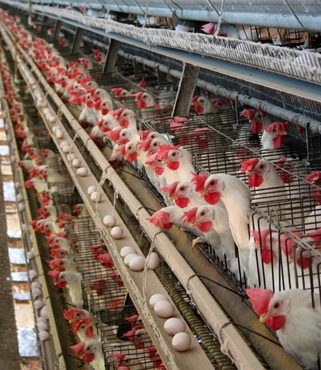 poultry farm